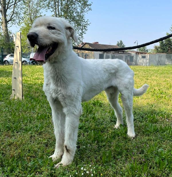 BELLE BELLISSIMO MAREMMANO Foto 7